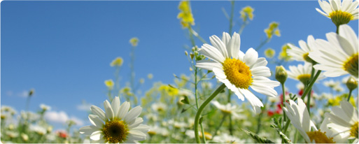 camomile