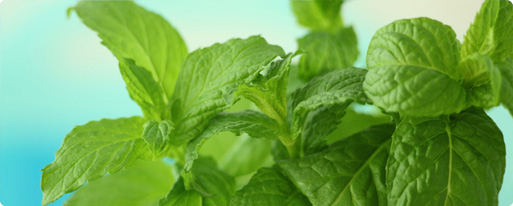 Peppermint graphic